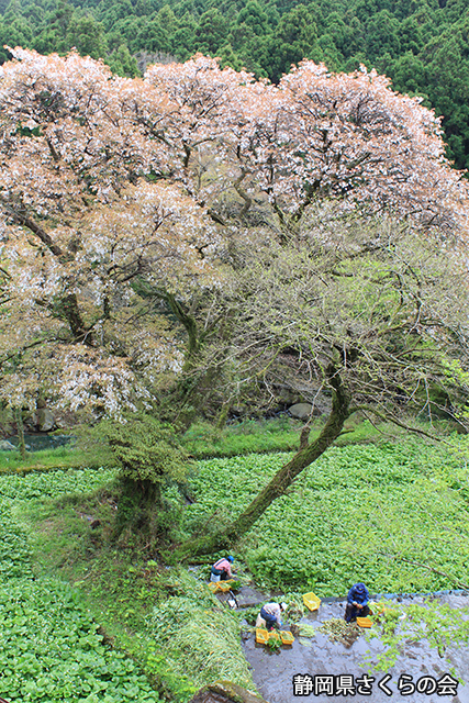 写真：静岡県さくらの会さくらの会写真コンクール平成25年度静岡県内の桜部門入選「山里の春」