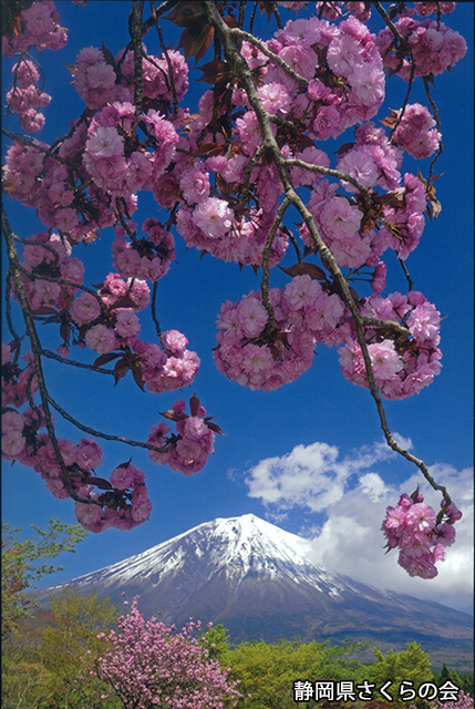 写真：静岡県さくらの会さくらの会写真コンクール富士山と桜部門入選「紅桜と富士山」