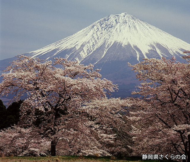 写真：静岡県さくらの会さくらの会写真コンクール平成22年度富士山と桜景観部門入選「桜日和」