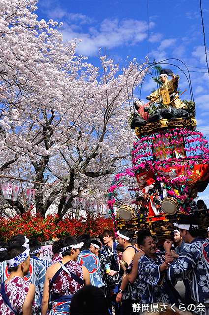 写真：静岡県さくらの会さくらの会写真コンクール平成27年度静岡県内の桜部門入選「桜との競演」