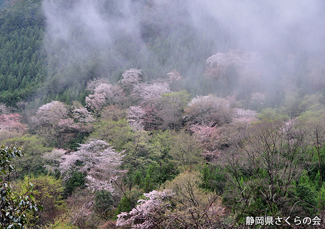 写真：静岡県さくらの会さくらの会写真コンクール平成27年度静岡県内の桜部門入選「霧ただよって」