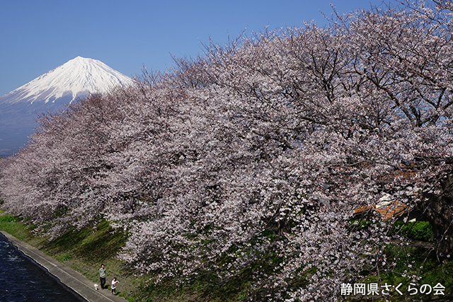 写真：静岡県さくらの会さくらの会写真コンクール平成27年度富士山と桜部門入選「桜日和」