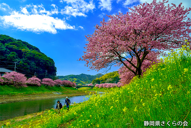 写真：静岡県さくらの会さくらの会写真コンクール平成27年度静岡県内の桜部門入選「二人の春」