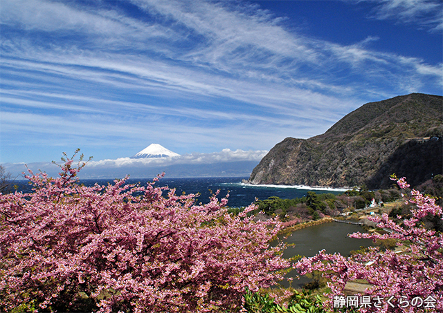 写真：静岡県さくらの会さくらの会写真コンクール平成27年度富士山と桜部門入選「海辺の春」