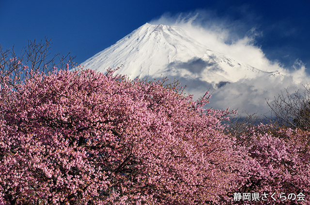 写真：静岡県さくらの会さくらの会写真コンクール平成27年度富士山と桜部門入選「河津桜と富士」