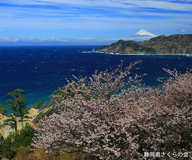 写真：静岡県さくらの会さくらの会写真コンクール平成27年度富士山と桜部門入選「駿河湾の春」