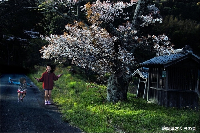 写真：平成28年度県内の桜部門準特選「里の春」