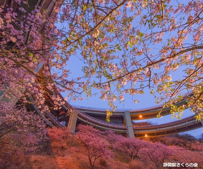 写真：平成28年度県内の桜部門準特選「街のシンボル」