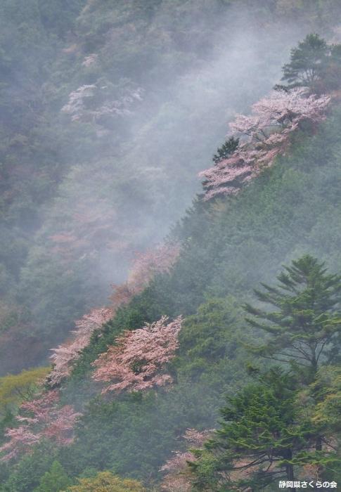 写真：平成28年度県内の桜部門入選「尾根の彩り」