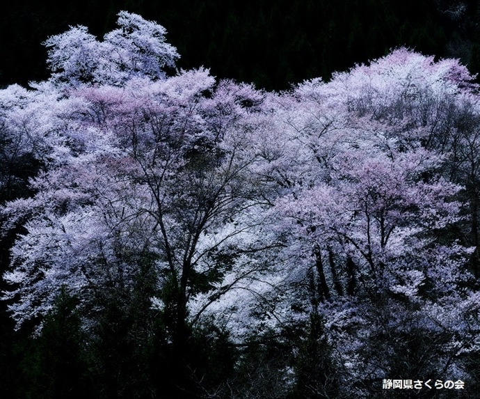 写真：平成28年度県内の桜部門入選「過密社会」