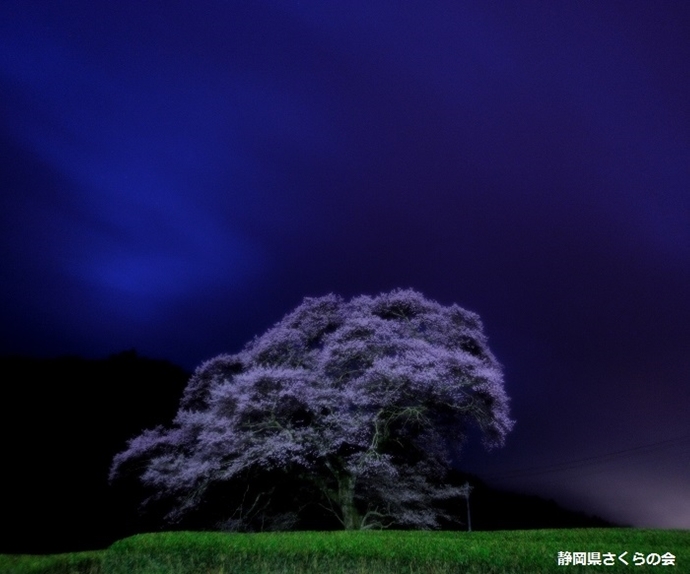 写真：平成28年度県内の桜部門入選「蒼刻」