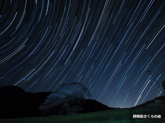 写真：平成28年度さくら写真コンクール最優秀賞「星降る夜の山桜」