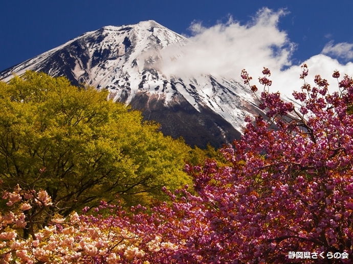 写真：平成28年度富士山と桜部門入選「春謳歌」