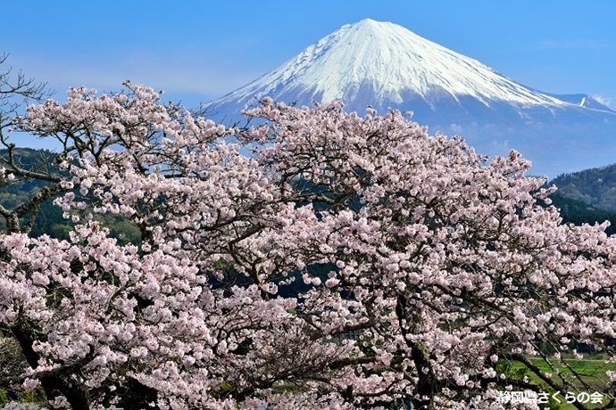 写真：平成28年度富士山と桜部門入選「春爛漫」