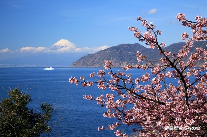 写真：平成28年度富士山と桜部門準特選「海辺の彩り」