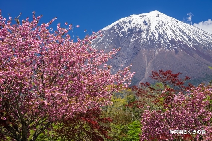 写真：平成28年度富士山と桜部門特選「陽春の彩り」