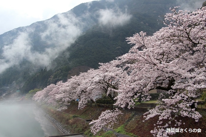 写真：平成28年度県内の桜部門入選「雨上がり」