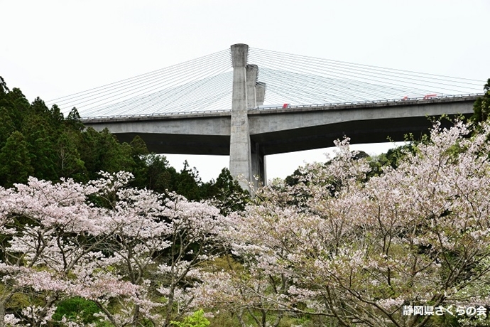 写真：平成28年度特別賞（道路利用者会議会長賞）「桜と新東名」