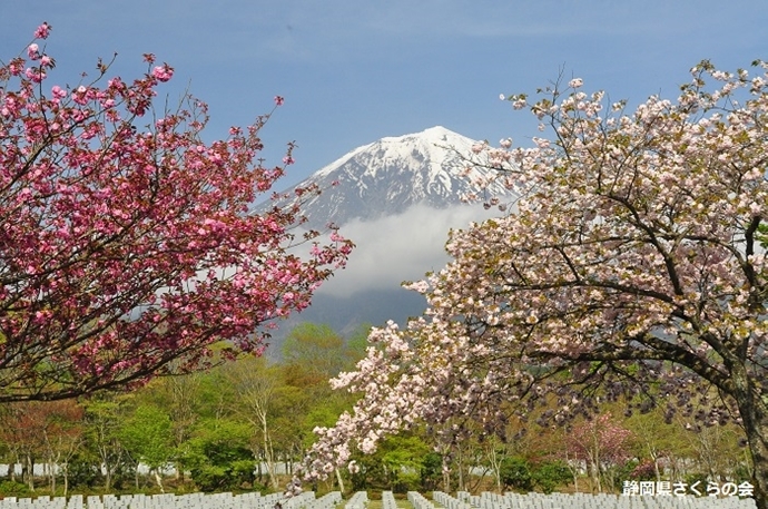 写真：平成28年度富士山と桜部門入選「日本の春」