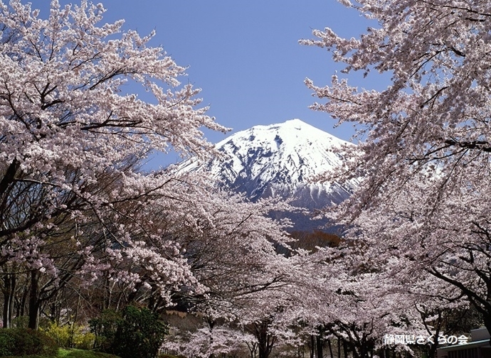 写真：平成28年度富士山と桜部門準特選「桜色の波の中に」