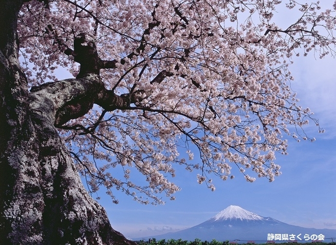 写真：平成28年度富士山と桜部門入選「桜花爛漫」