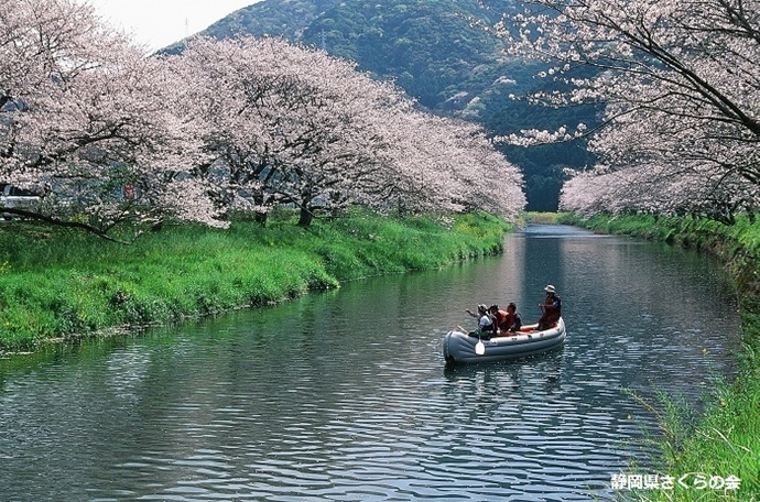 写真：平成28年度県内の桜部門特選「花見舟を楽しむ」