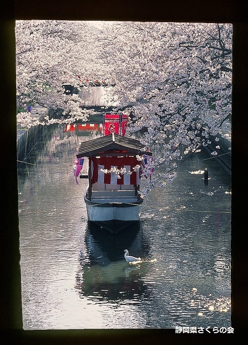 写真：平成28年度県内の桜部門入選「春の木屋川さくら祭り。」