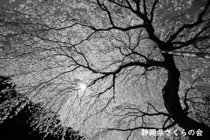 写真：昇竜桜
