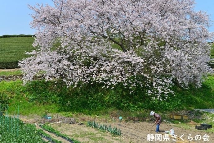 写真：里の春