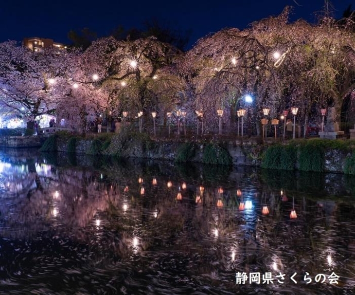 写真：秀麗夜桜