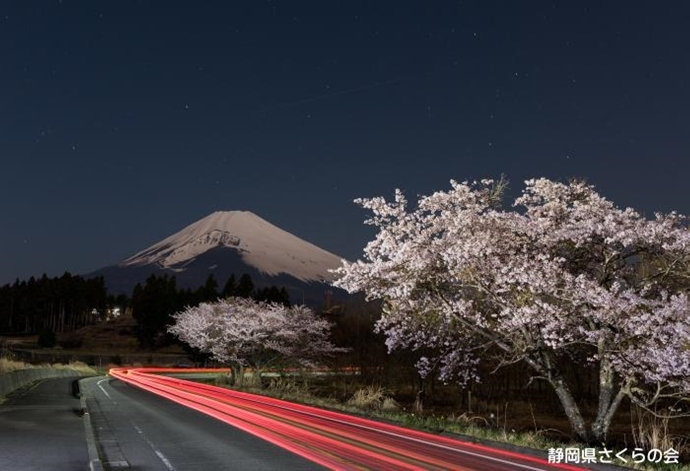 写真：夜桜ロード