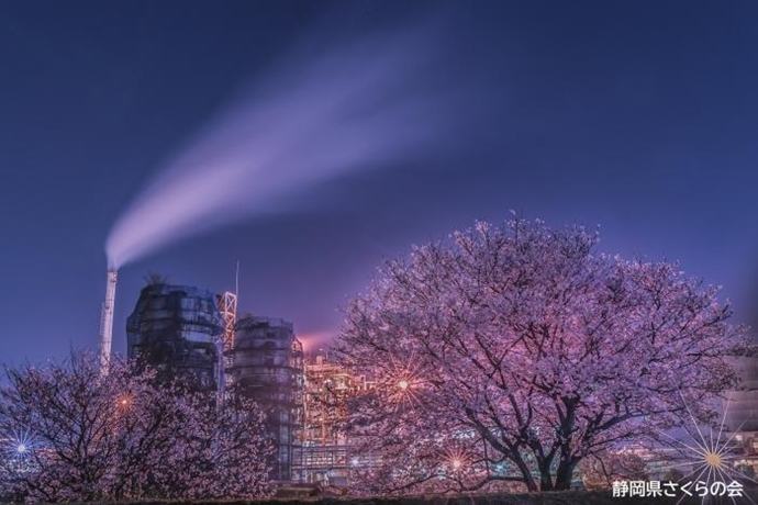 写真：工場彩る夜桜