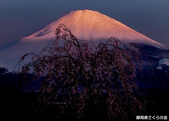 写真：夜明けの桜