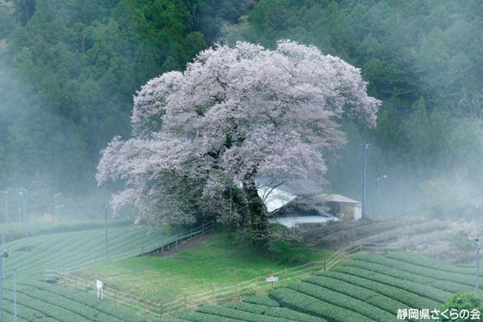 写真：霧の水目桜