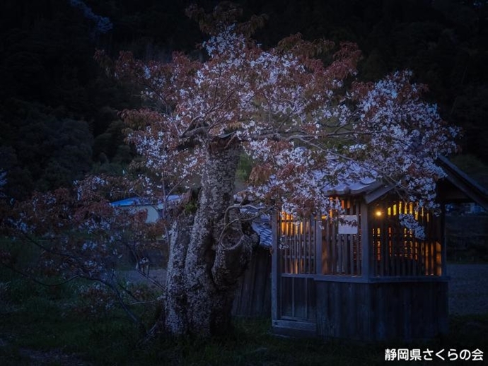 写真：鎮守の桜
