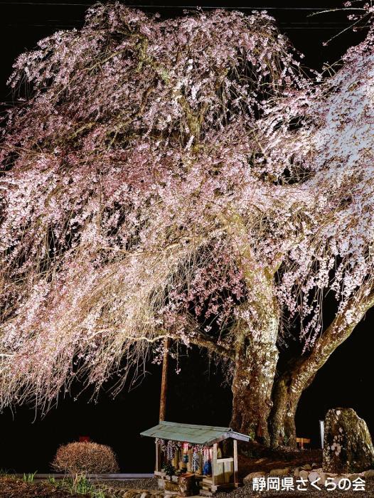 写真：寿永夜桜