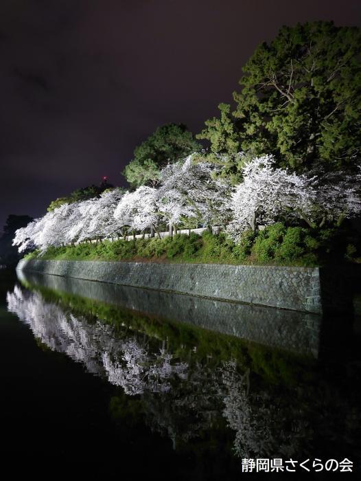 写真：水鏡夜桜