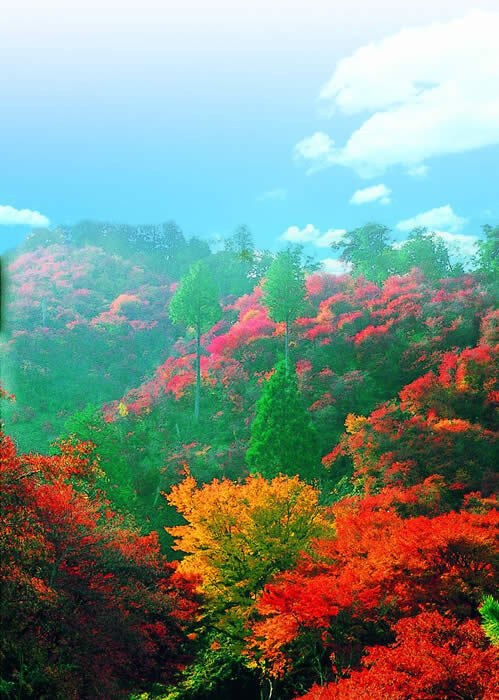 写真：三河富士