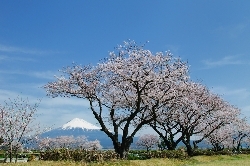 写真：桜