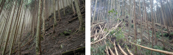 森林の荒廃状況写真