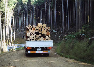 林道を木材を積んだトラックが走行する写真