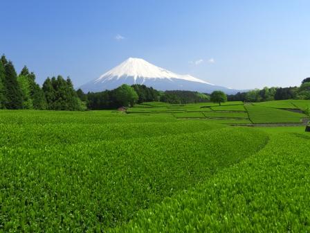 写真：お茶と富士山