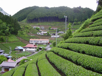 写真：茶畑の広がる大代地区