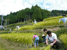 写真：松和技研・稲刈り風景