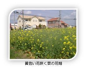 写真：黄色い花が咲く菜の花畑