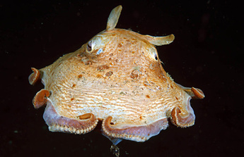 Japanese pancake devilfish photo