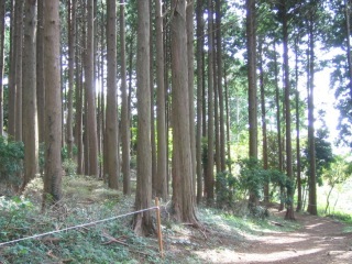 写真：整備された林道