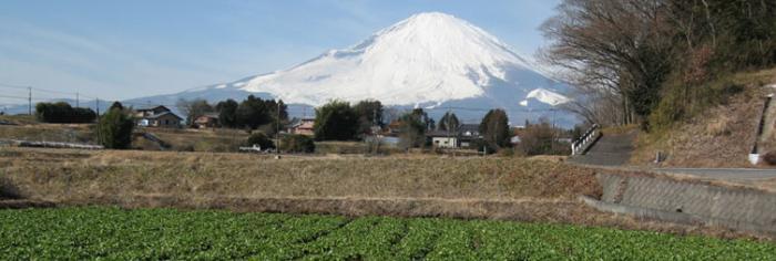 写真：富士山と畑