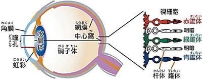 イラスト：眼球断面図での部位の説明