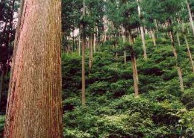上層木と下層木が混在する森林の写真